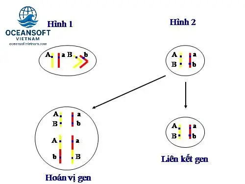 cong thuc giai nhanh hoan vi gen phan khac nghe 68ec6ebd9c636