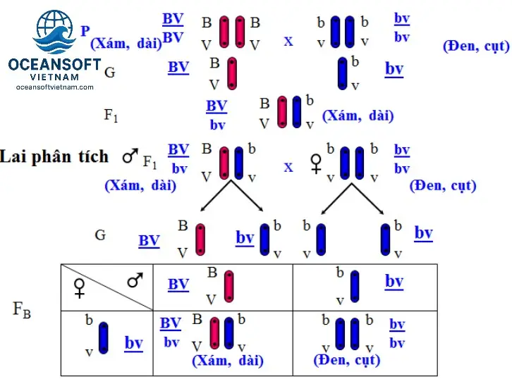 Công Thức Giải Nhanh Hoán Vị Gen Phần Khắc Nghệ 2 Các Dạng Bài Tập Hoán Vị Gen Thường Gặp và Công Thức Giải Nhanh
