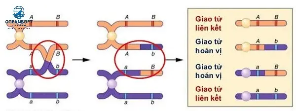 Công Thức Giải Nhanh Hoán Vị Gen Phần Khắc Nghệ 1 Bản Chất của Hoán Vị Gen và Tần Số Hoán Vị Gen