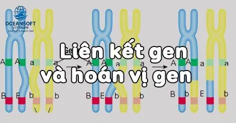 Công Thức Giải Nhanh Hoán Vị Gen Phần Khắc Nghệ 3 Xác Định Kiểu Gen và Kiểu Hình của Đời Con